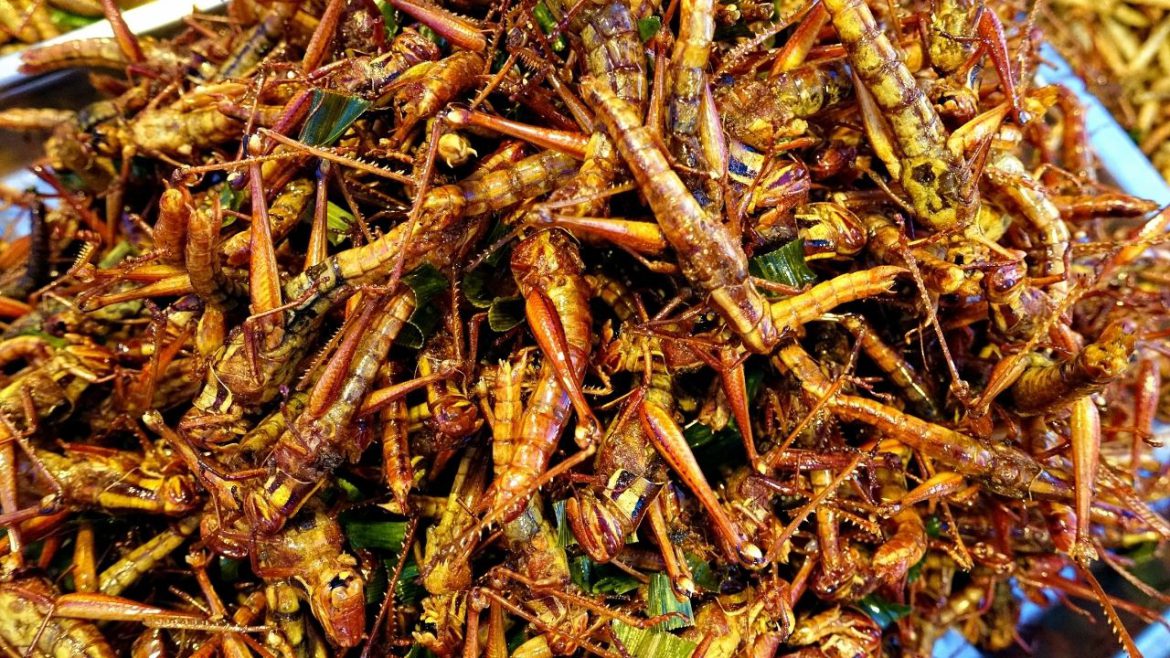 Dlaczego jedzenie szarańczy może być przyszłością żywności?